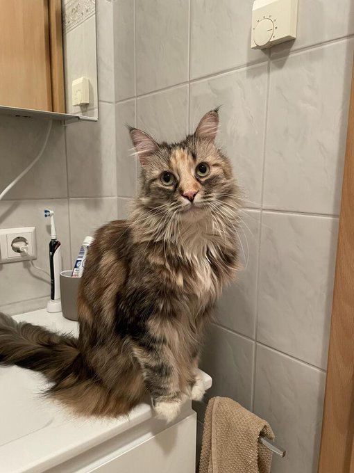 cat counter.jpg