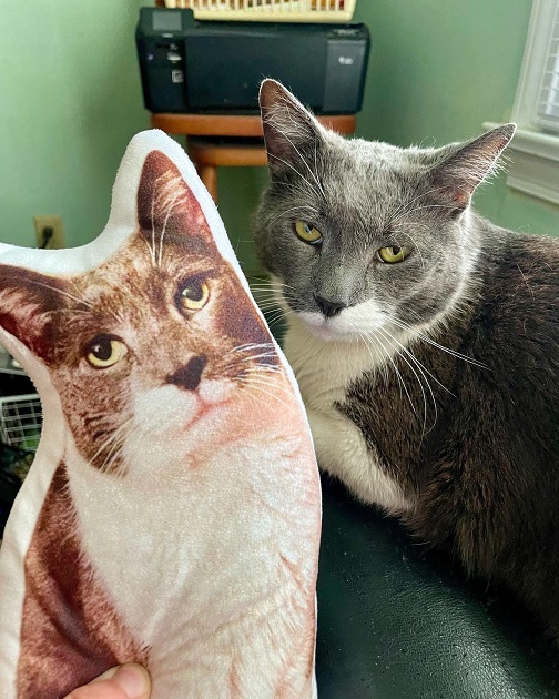 cat cutout.jpg