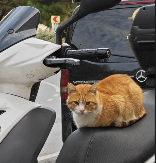cat cycle.png