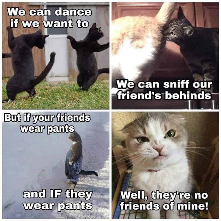 cat dance.jpg