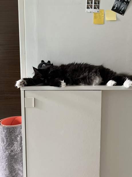cat desk.jpg