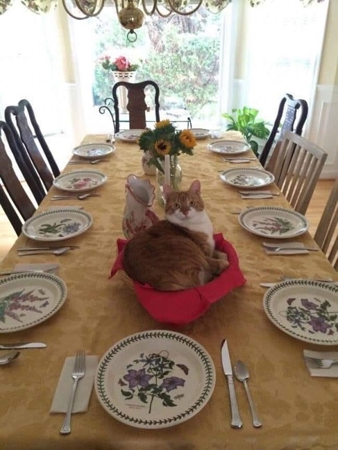 cat dining table.jpg