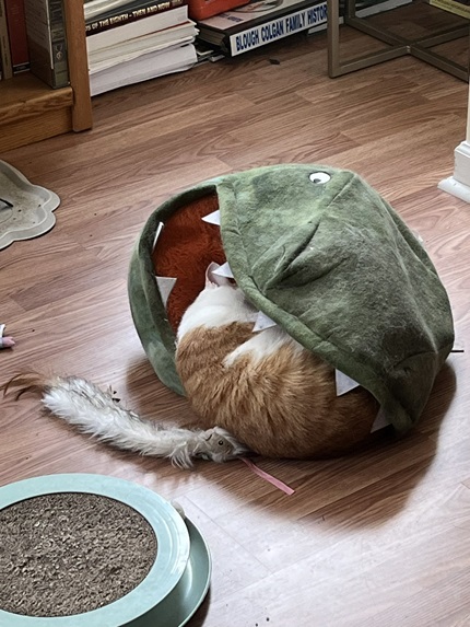 cat dino.jpg