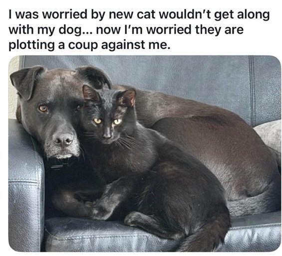 cat dog.jpg