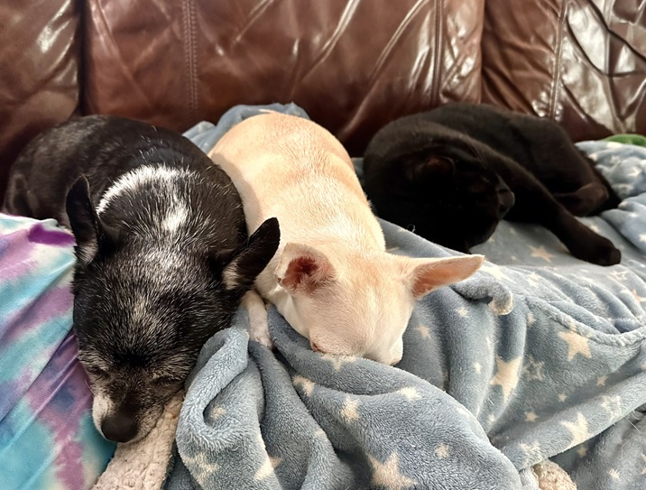cat dog snuggle.jpg