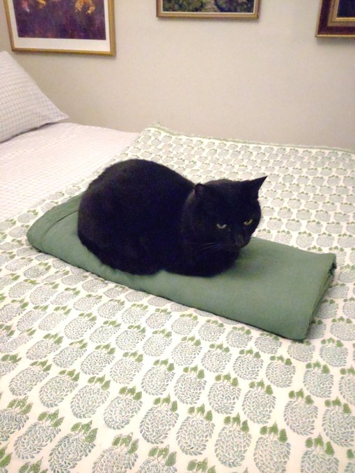 cat duvet.jpg