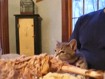 cat-eating-turkey-gif.gif