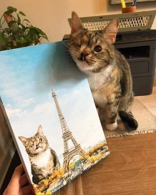 cat eiffel.jpg