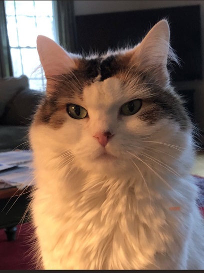 cat eyes.jpg