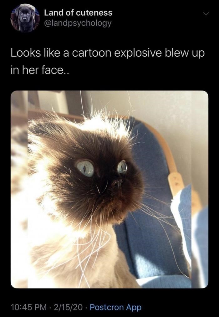 cat face.jpeg