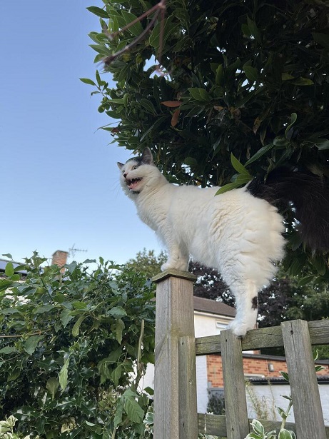 cat fence.jpg