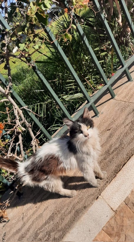 cat fence.jpg