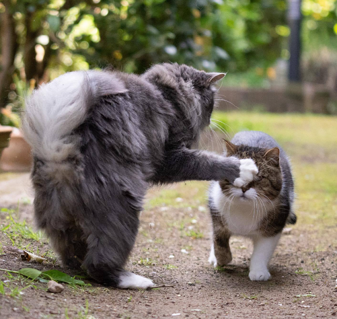 cat fight 1.png