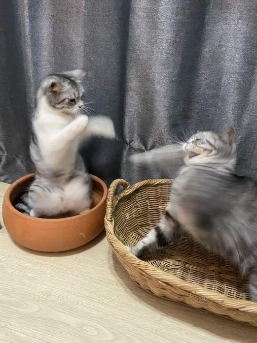 cat fight.jpg
