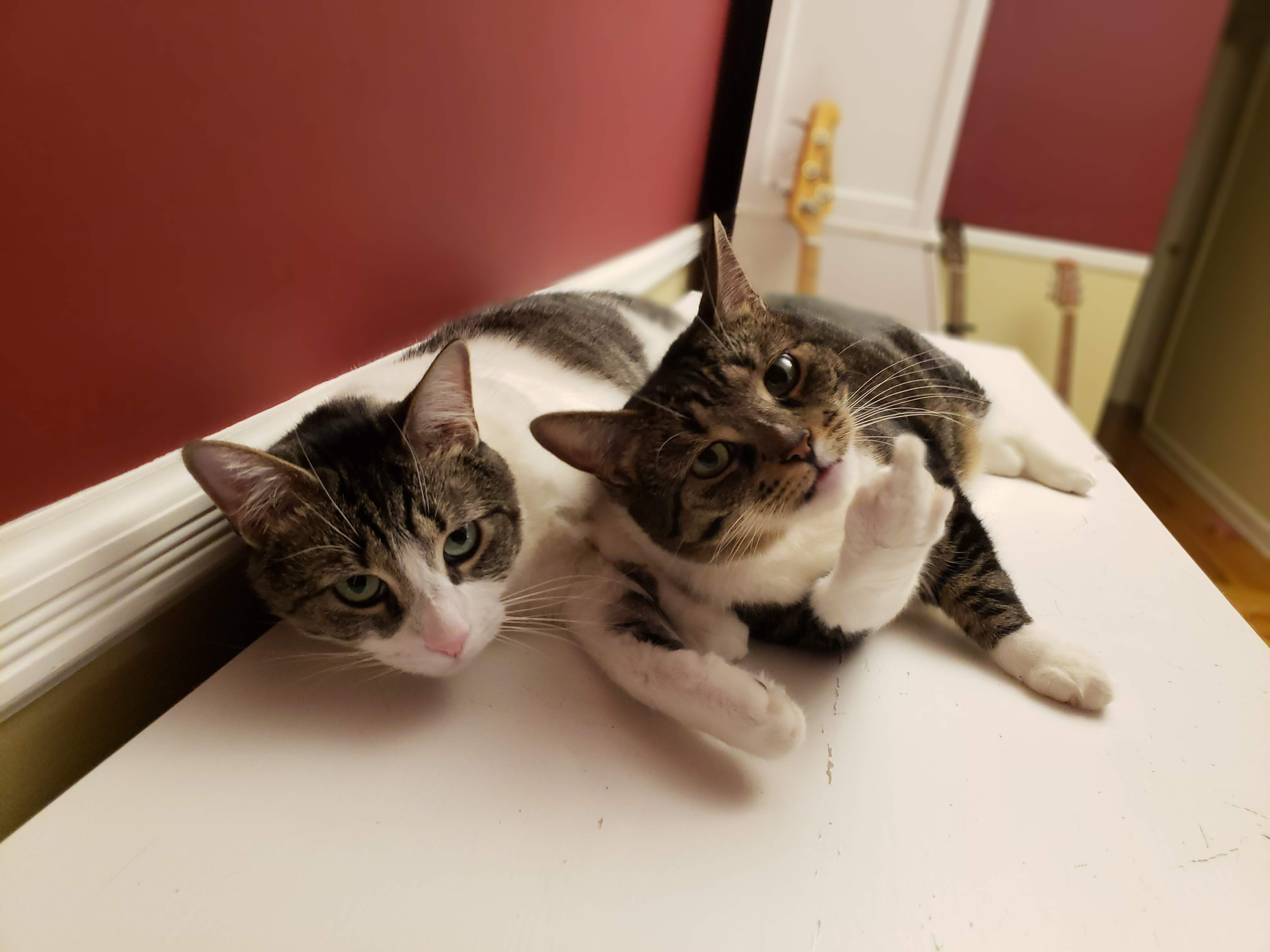 Cat finger.jpg