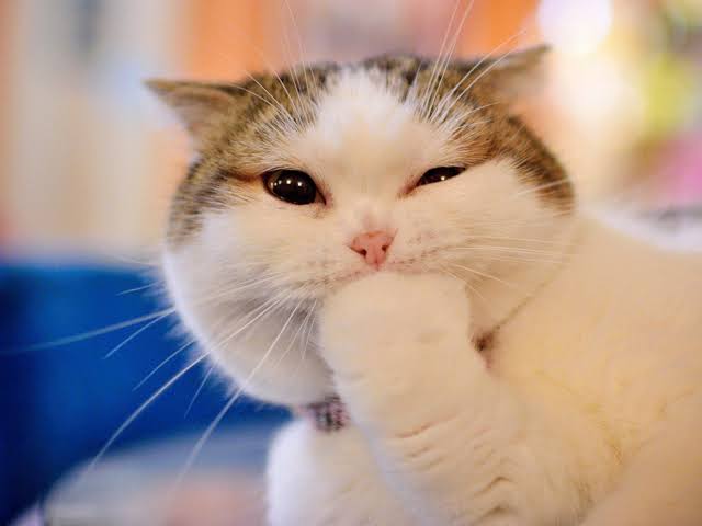 cat fist.jpg