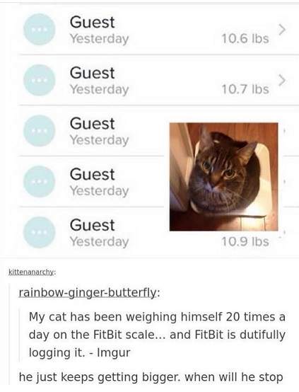 cat fitbit.jpg