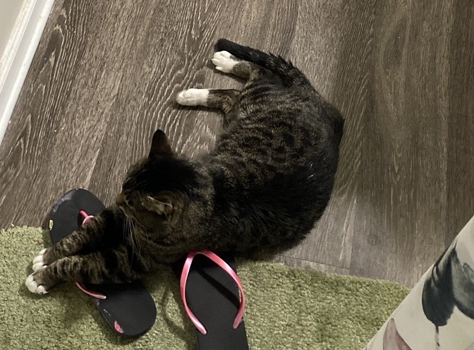 cat flips.jpg