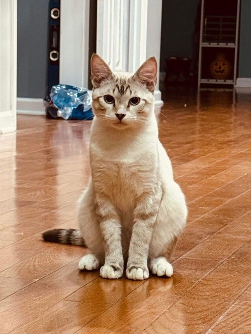 cat floor.jpg