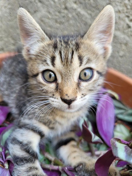 cat flower.jpg