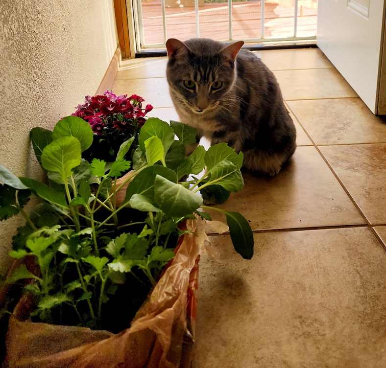 cat flowers.jpg