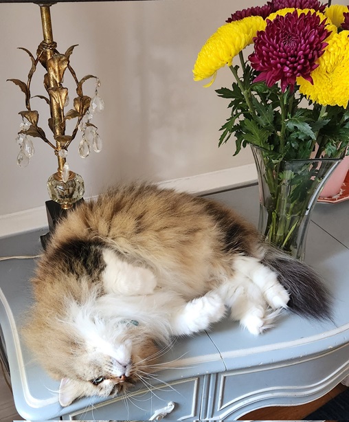 cat flowers.jpg