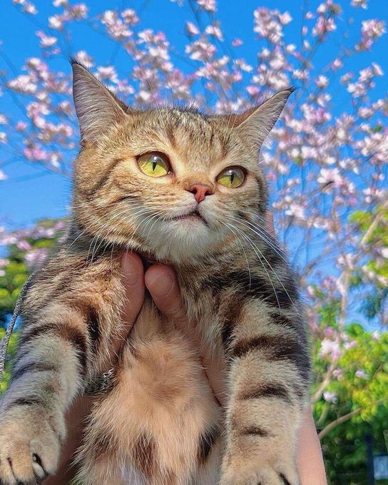cat flowers.jpg
