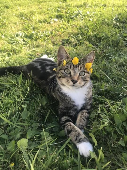 cat flwr.jpg