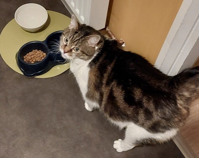 cat food.jpg