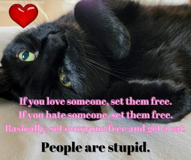 cat free.jpg