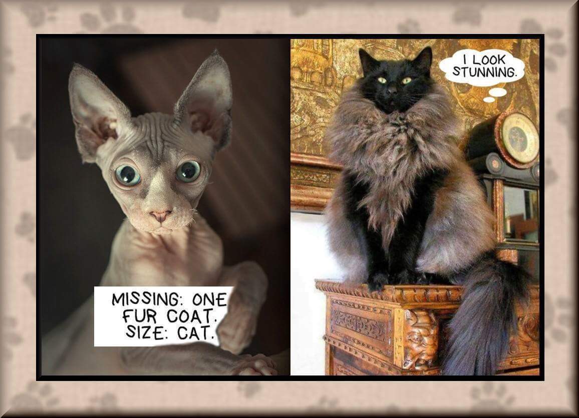 Cat fur.jpg