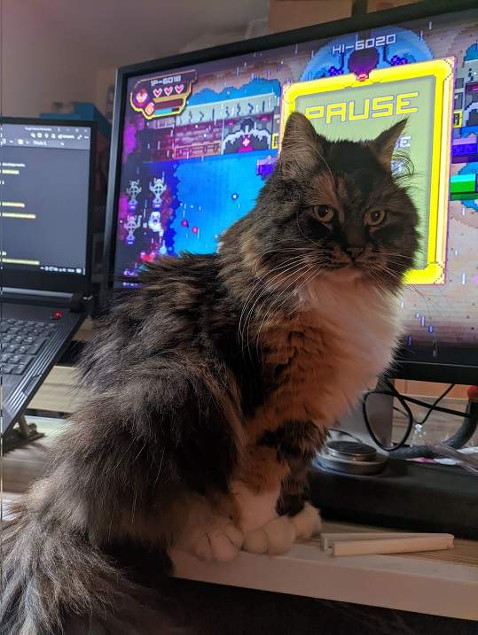 cat game.jpg