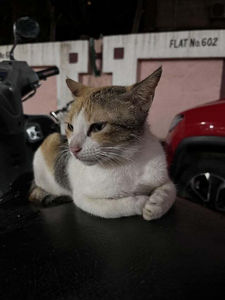 cat garage.jpg