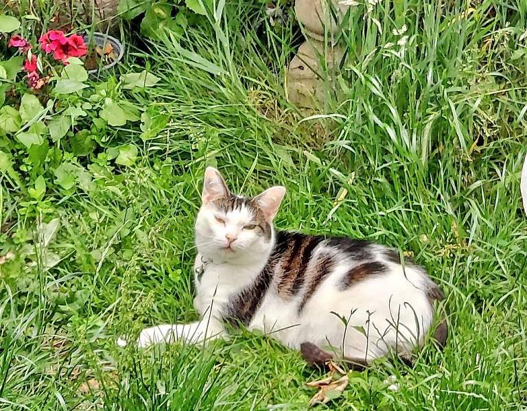cat garden.jpg