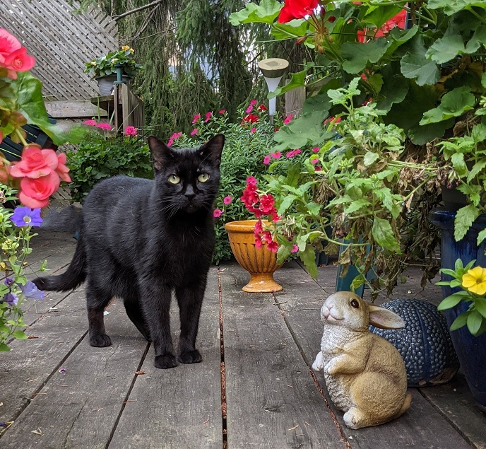 cat garden.jpg
