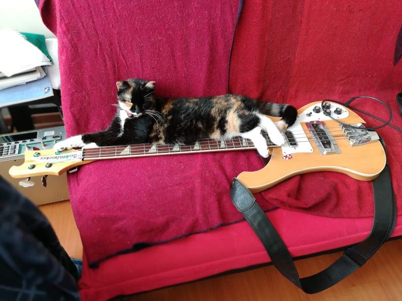 cat getting ready for her gig.jpg