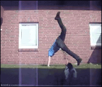 cat.gif