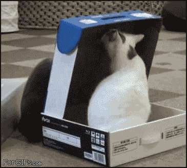 cat.gif