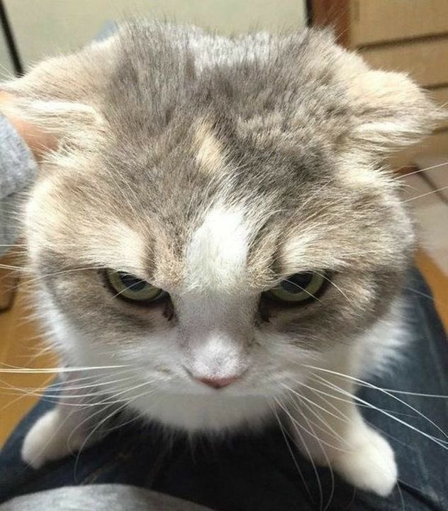 cat glare.jpg