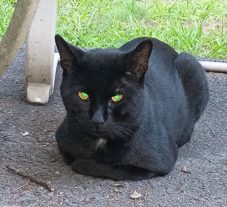 cat ground.webp