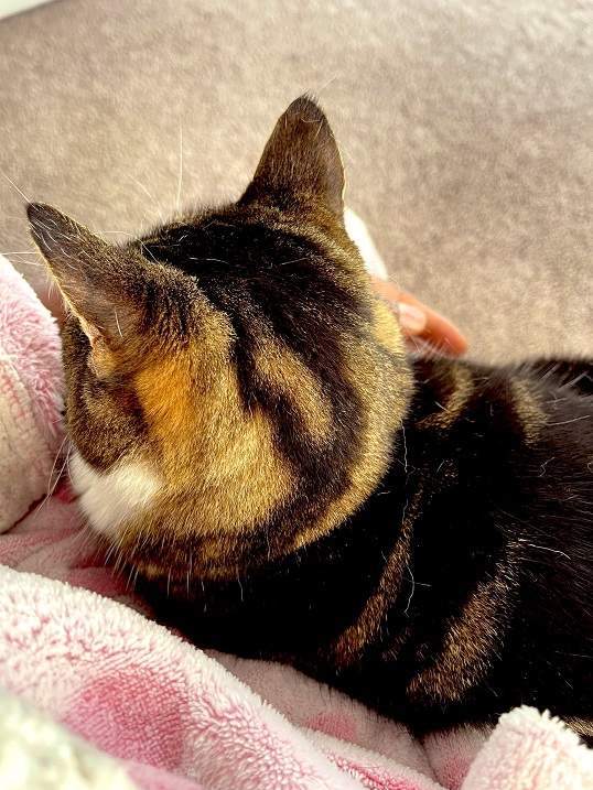 cat head back.jpg