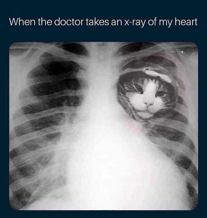 cat heart.jpg