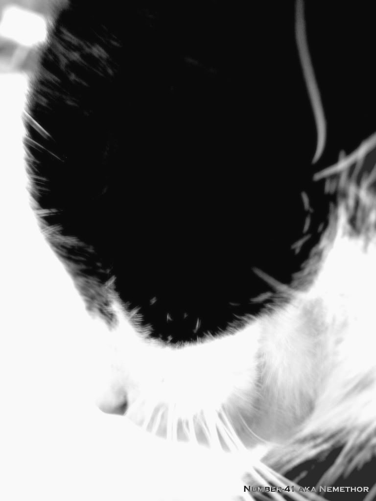 Cat-HighContrastkopie.jpg