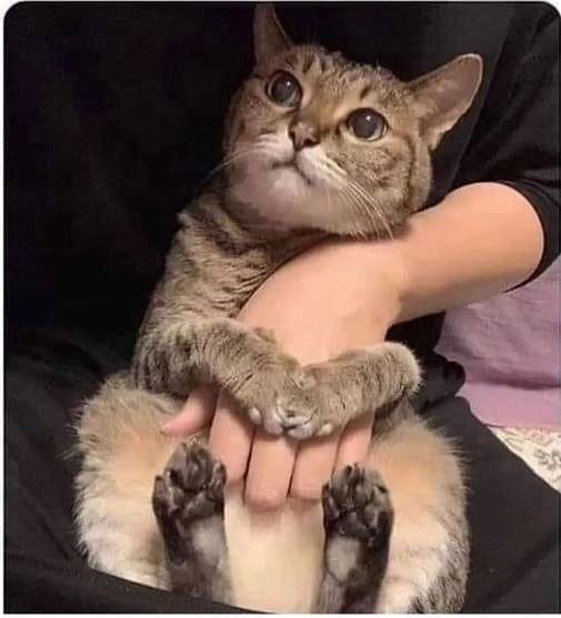 cat hold.jpg