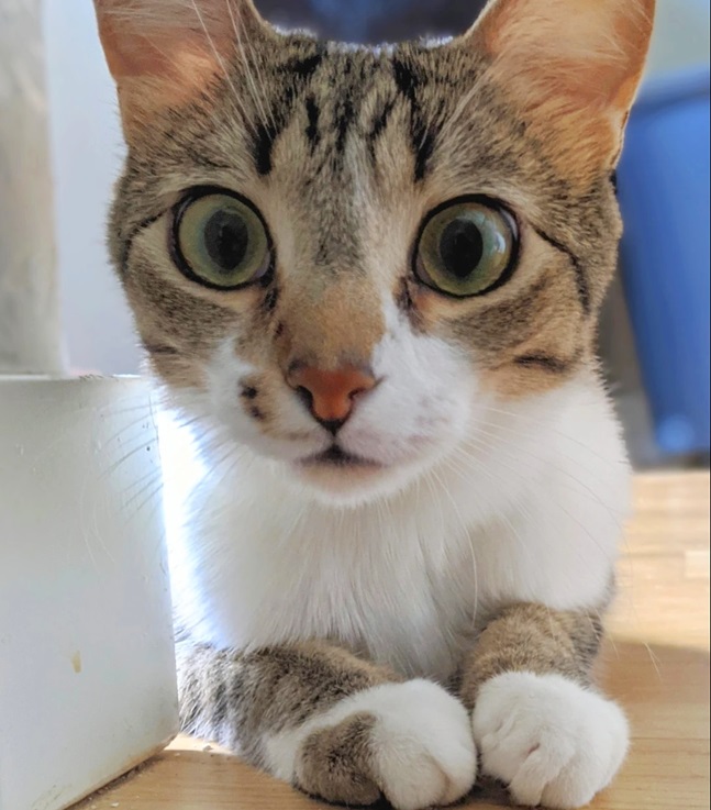 cat huge eyes.jpg