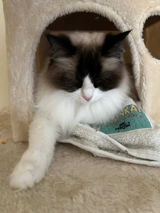 cat hutch.jpg