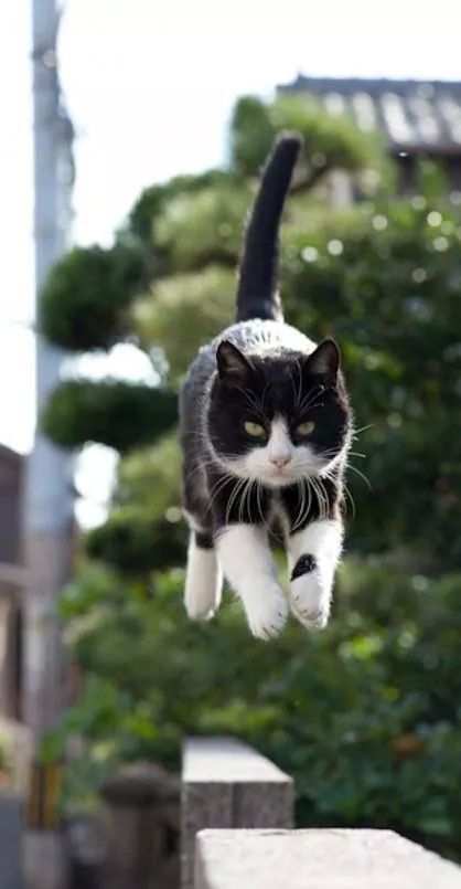 cat in air.jpg