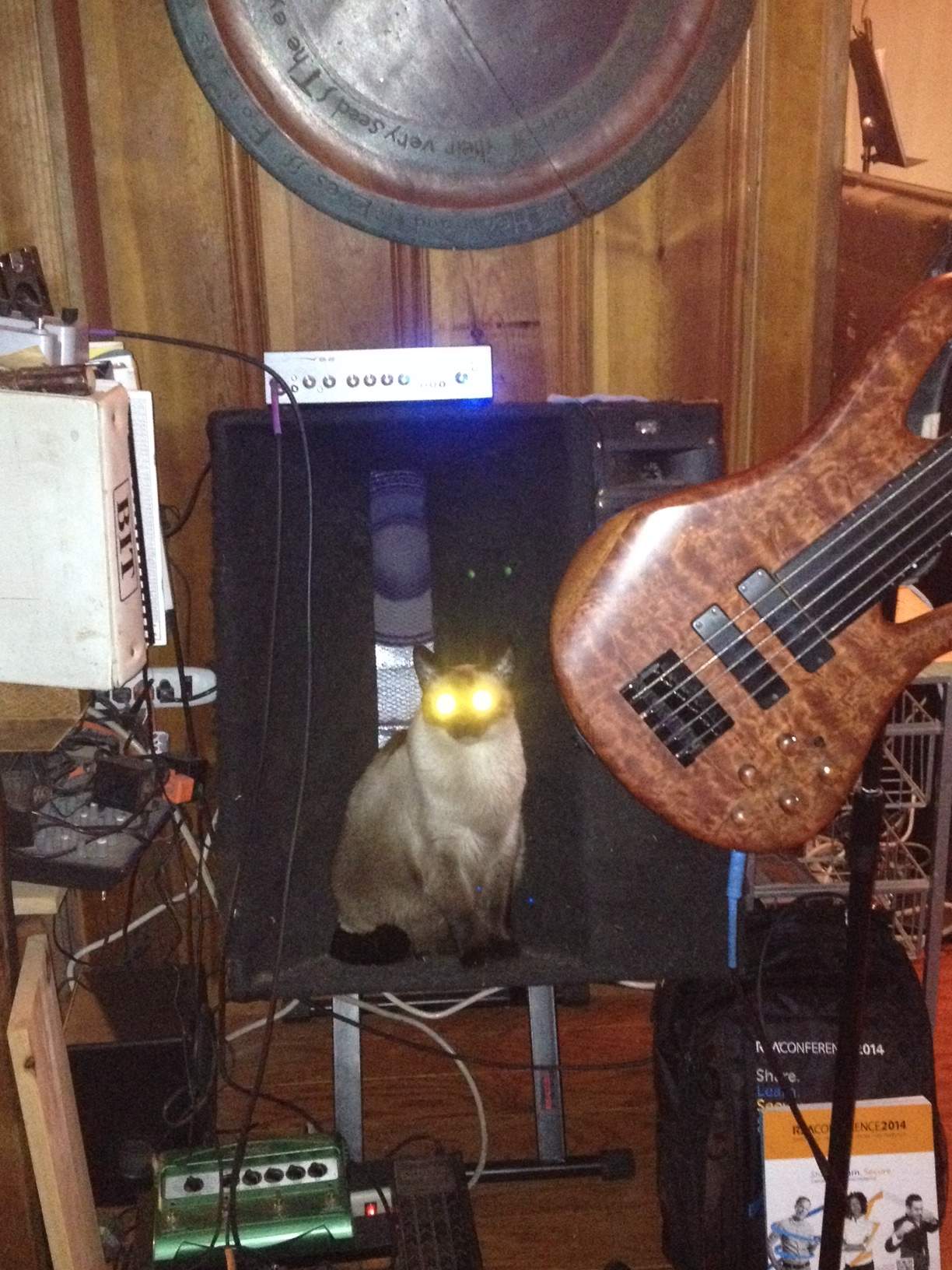 cat-in-cab.jpg