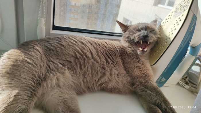 cat iron.jpg