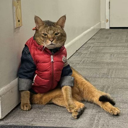 cat jacket.jpg